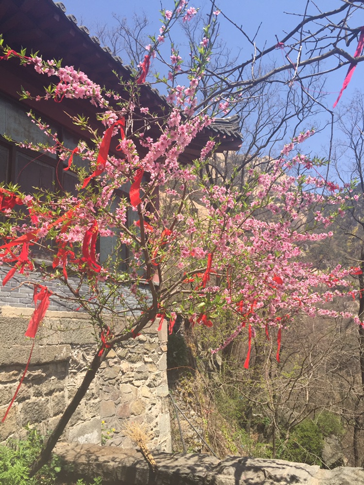 喜欢                                 泰山上一树桃花开的正盛,特意