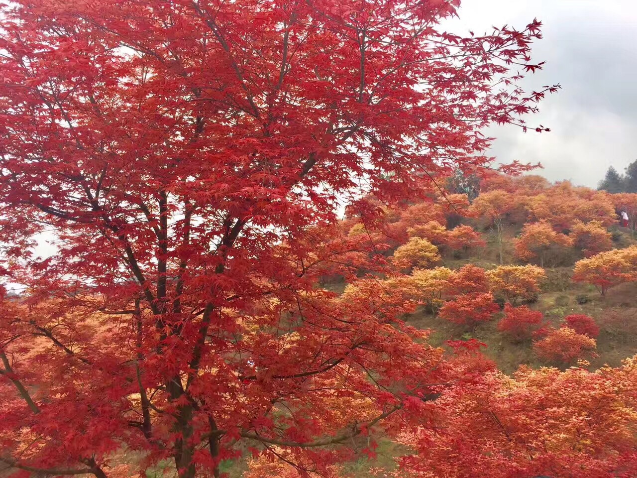红叶,不只是秋冬季才有——巴南五州园四月红叶红翻天