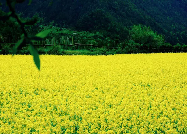 求贵阳附近观赏油菜花最佳地点