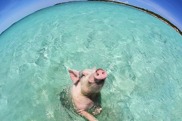 巴哈马群岛陪游小猪爆红将成纪录片主角