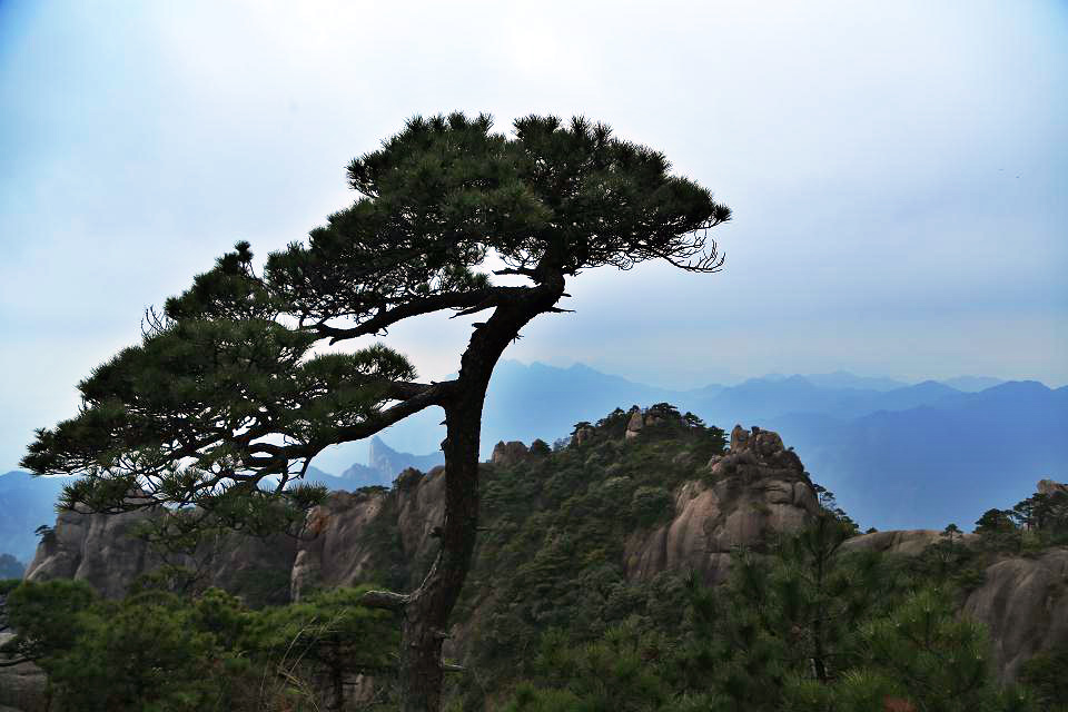 高山奇松