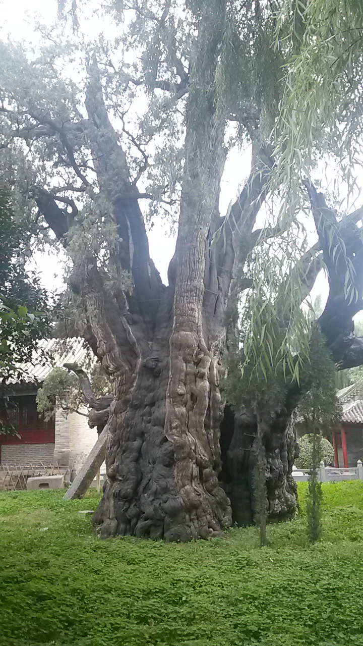 嵩阳书院有两颗4500年以上树龄的古柏,相传汉武帝封为将军柏