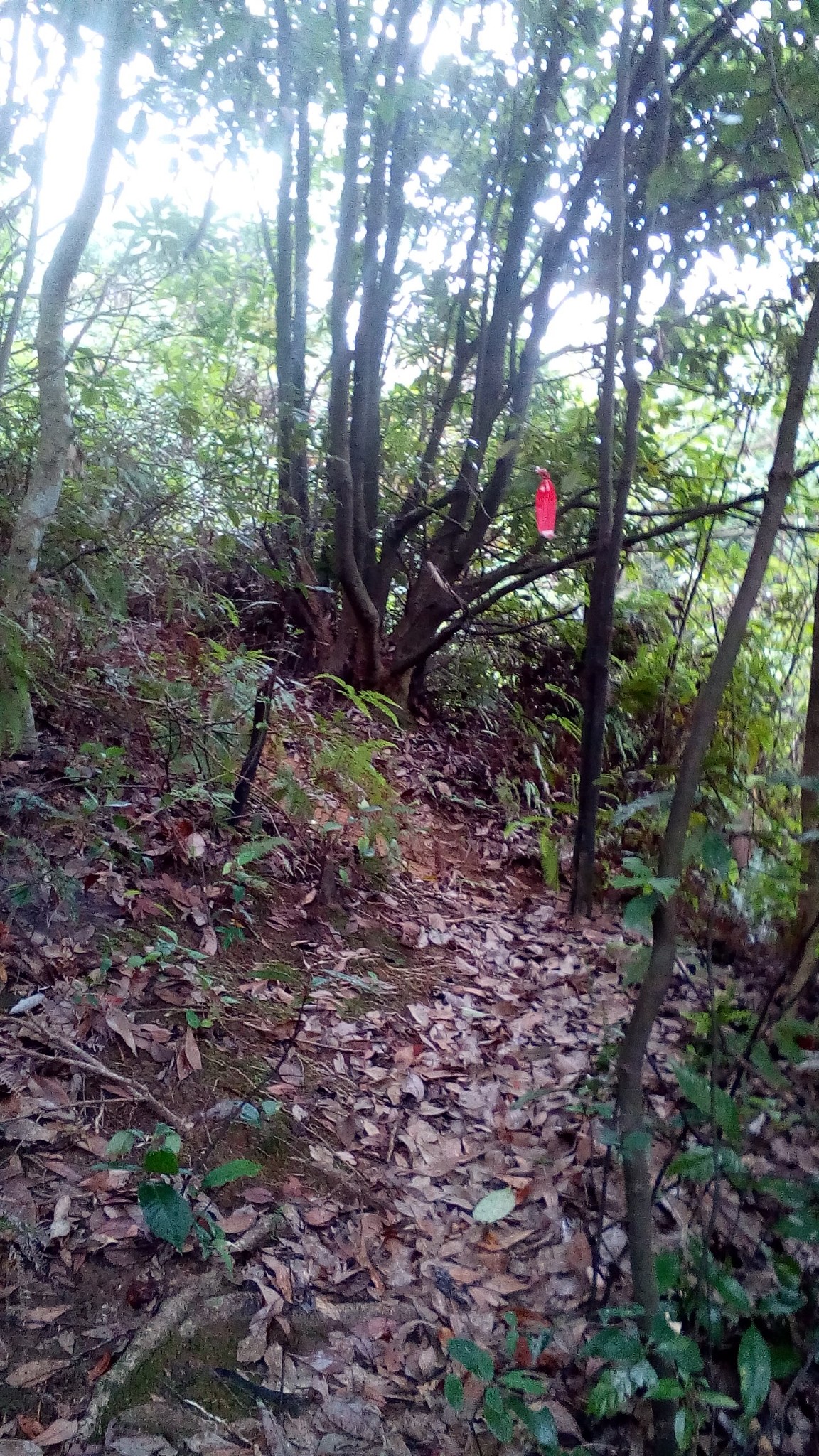 消夏计划#变幻云海:从化老虎头,五指山,徒步10小时!