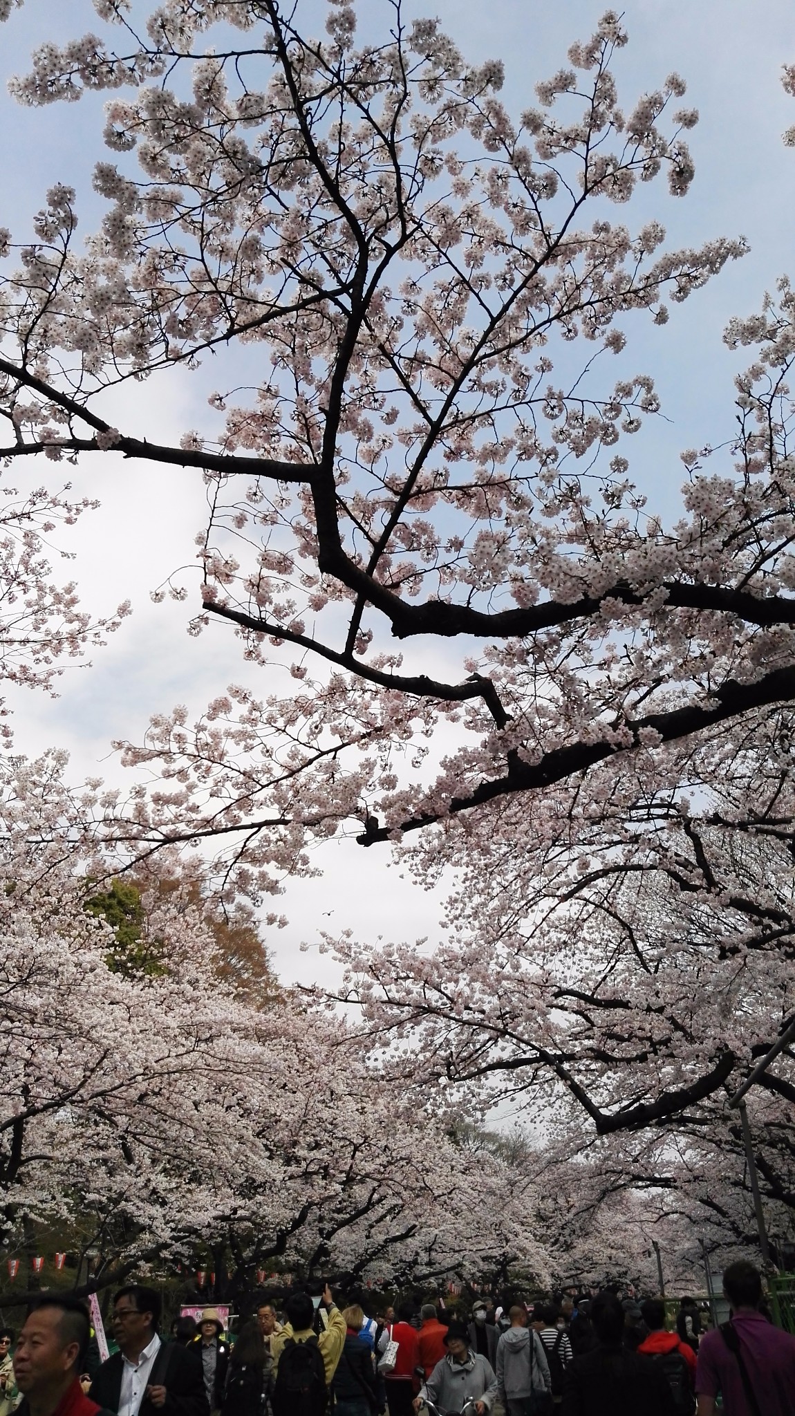 一路晴天---日本樱花之旅