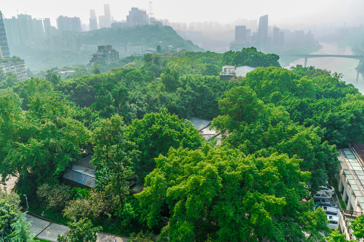 回望一下葱葱茏茏的鹅岭公园