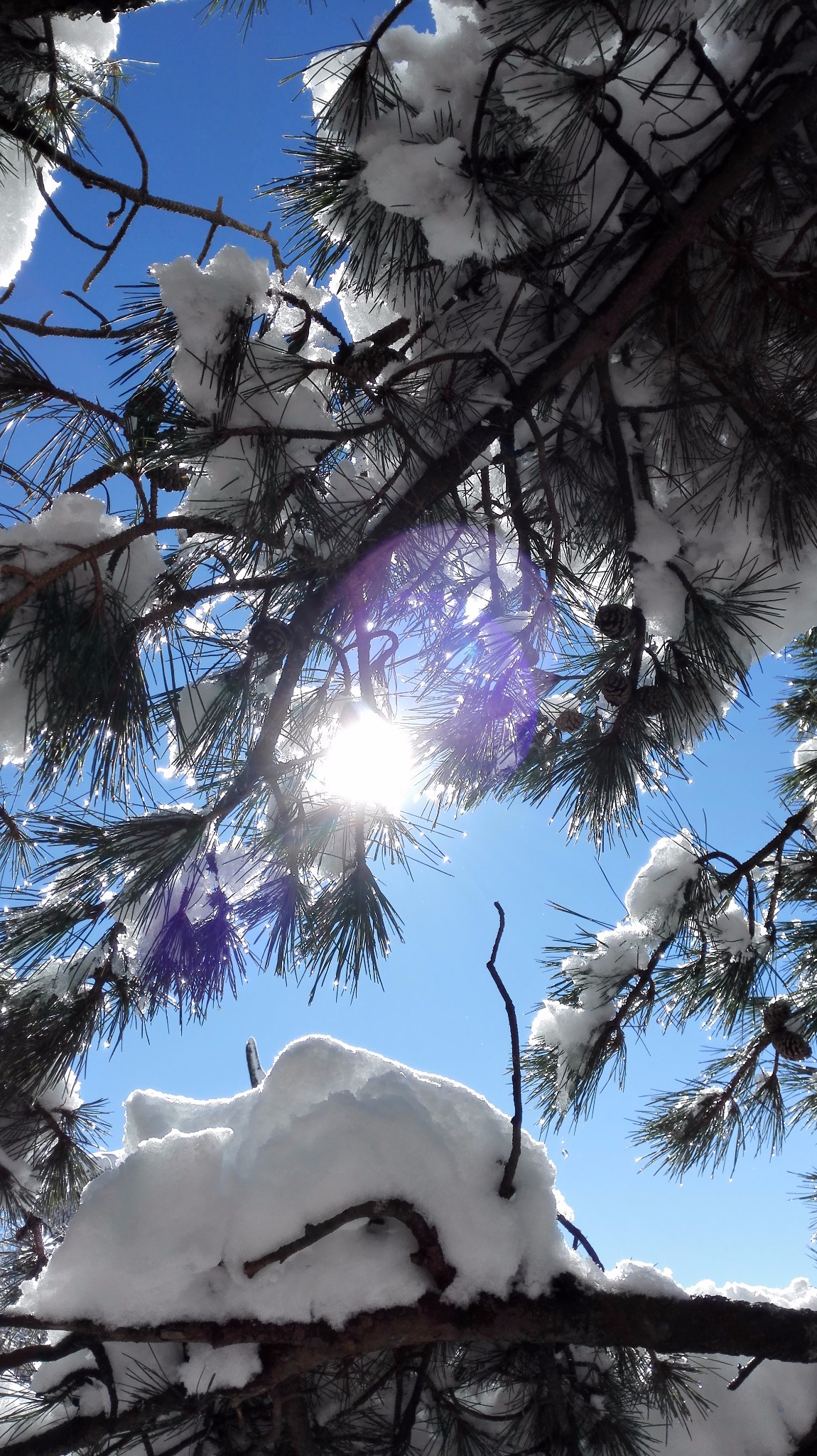 大雪纷飞,游黄山