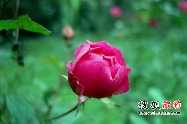 wKgBm04J1umC3WYoAADRXiBhiCA90.jpeg?imageView2%2F2%2Fw%2F600%2Fh%2F2000%7Cwatermark%2F1%2Fimage%2FaHR0cDovL2IyLXEubWFmZW5nd28ubmV0L3M5L00wMC82My84RS93S2dCczFaTmVzV0FZb29JQUFBU2JNMElpRjQyNDEucG5n%2Fgravity%2FSouthEast%2Fdx%2F20%2Fdy%2F20