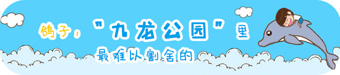 ♥鸽子,九龙公园里最难以割舍的 ♥鸽子,九龙公园里最难以割舍的