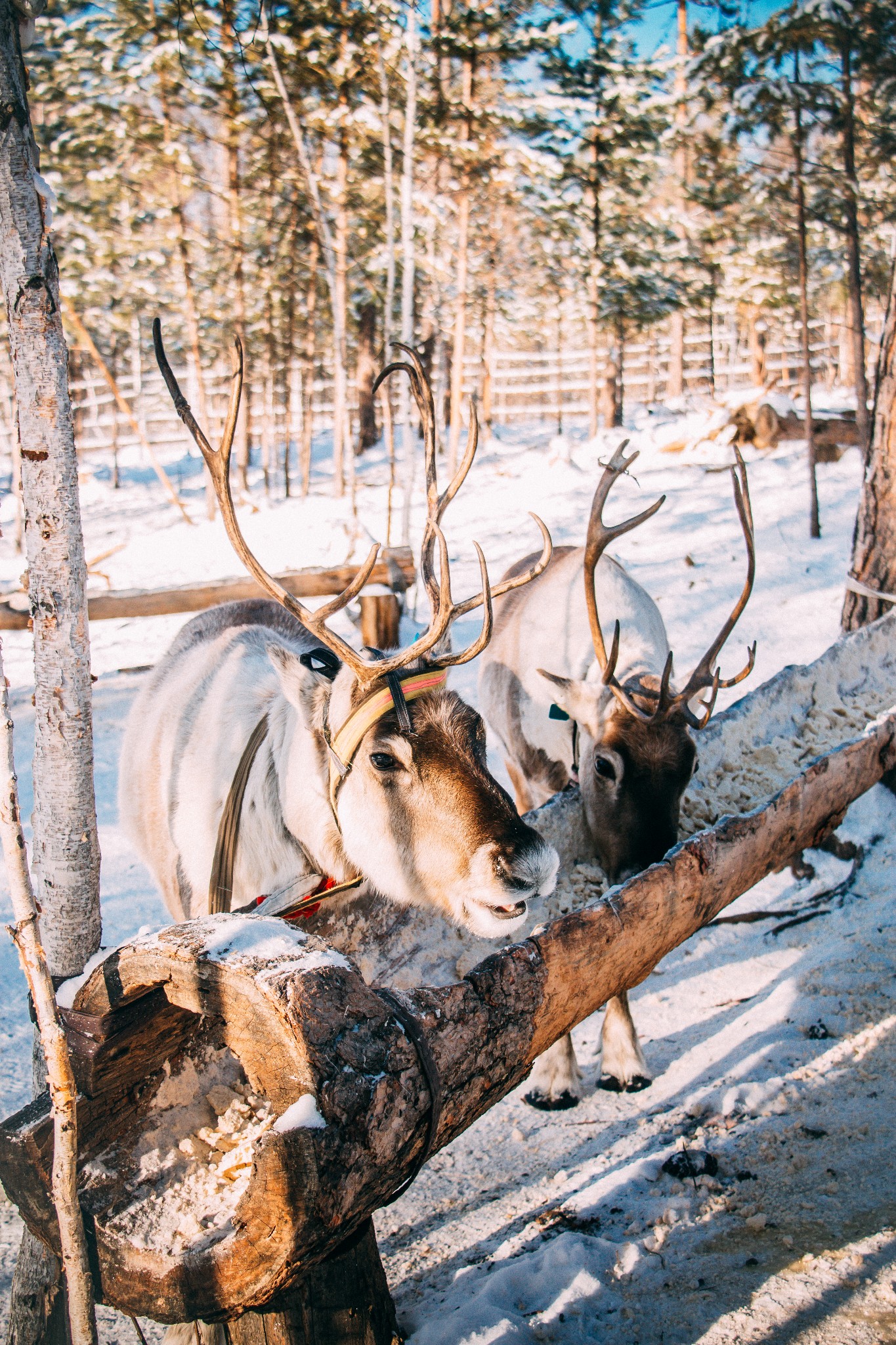 不如一路向北去漠河,过一个零下40℃的冬天