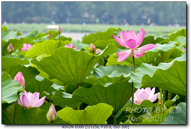 莲花池简谱_北京莲花池公园