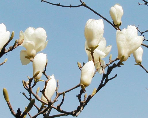 wKgBpU4bjmnyEFDNAAC68R5dmdg80.jpeg?imageView2%2F2%2Fw%2F600%2Fq%2F90