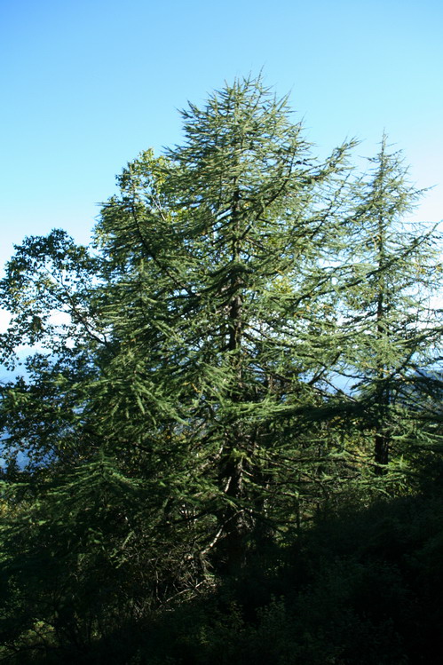 太白山 游记   回忆-2007穿越陕西太白山pp记:02第一天:铁甲树》南天