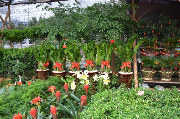 花市游玩攻略,昆明斗南花市游玩攻略