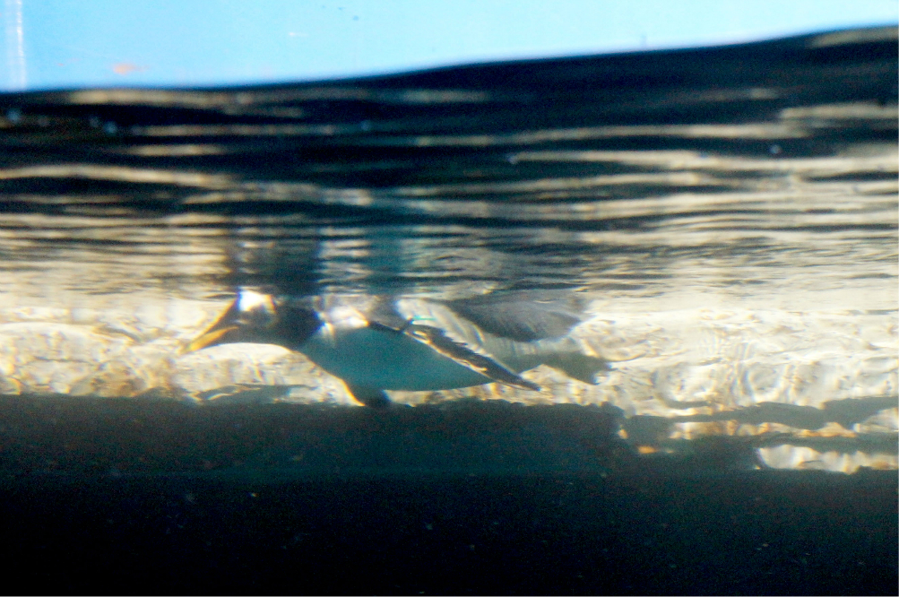 wKgB3FIJqZSAbkKYAA2ROsvjqT446.jpeg?imageView2%2F2%2Fw%2F600%2Fh%2F600%2Fq%2F90