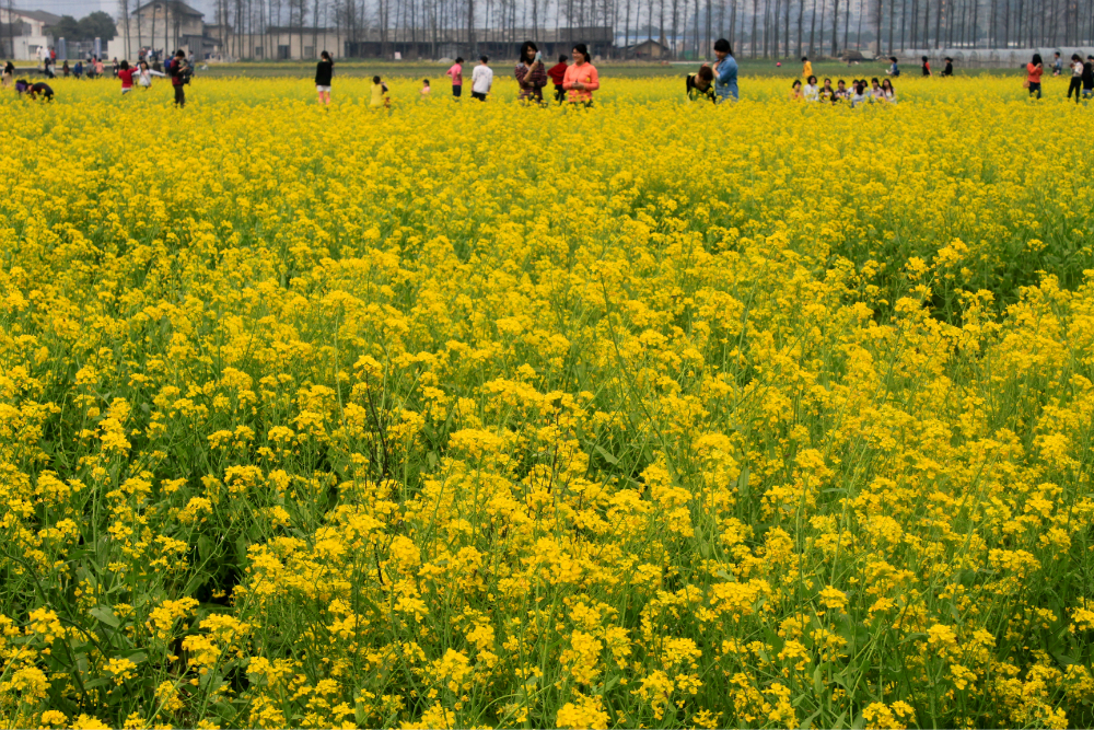 湖南农大草莓园图片