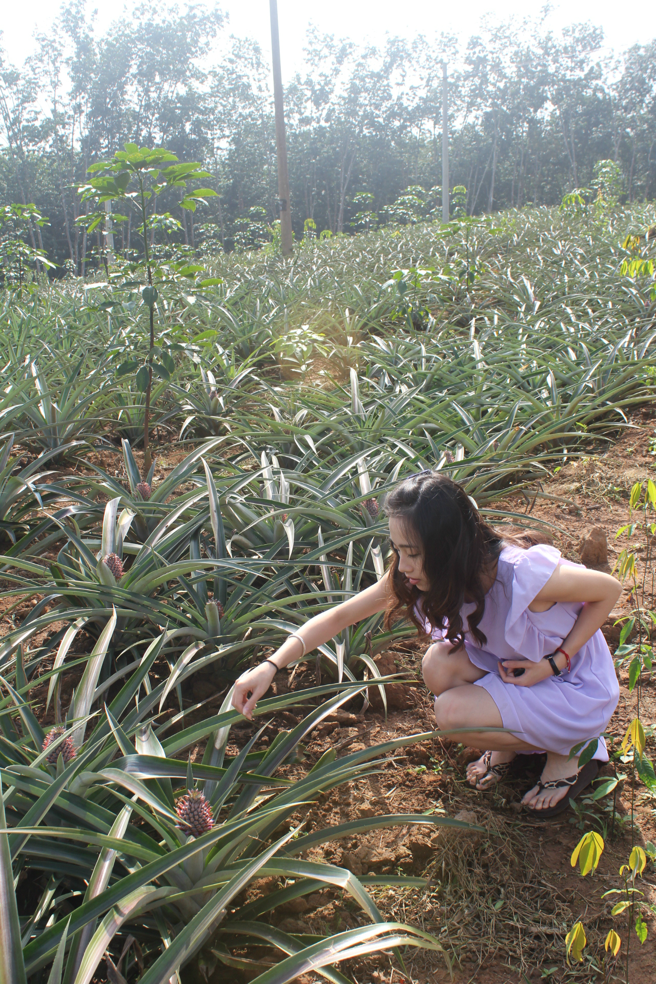 西双版纳有多少人口_西双版纳的植物有哪些