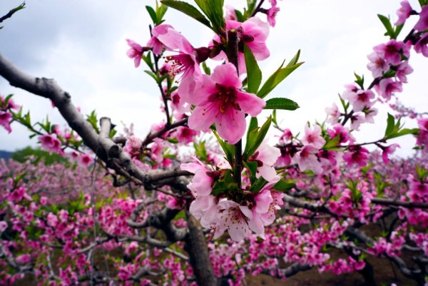 在那桃花盛开的地方是谁唱的 wKgB4lNgrnuADIoYAAWtbEWOysI35.jpeg?imageView2%2F2%2Fw%2F600%2Fq%2F90