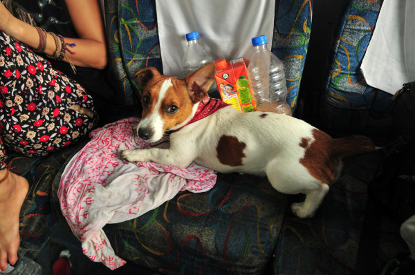 Image result for Jack Russell Terrier 狗 在車裡