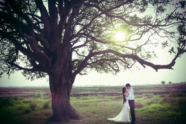 树上的婚纱照_树上知了图片(3)