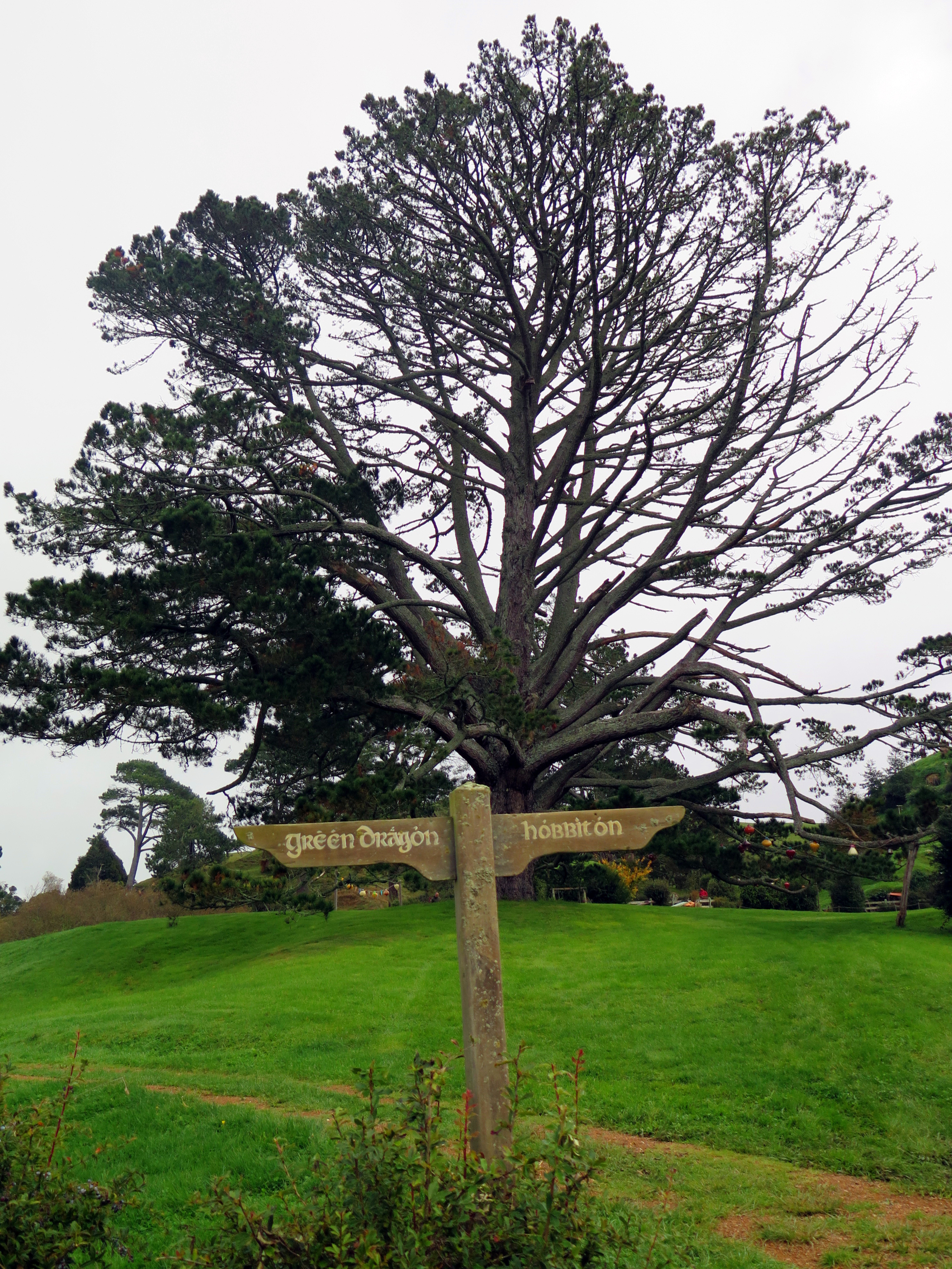 9是这样牛#新西兰北岛路书,体验跳伞,感受毛利和地热文化