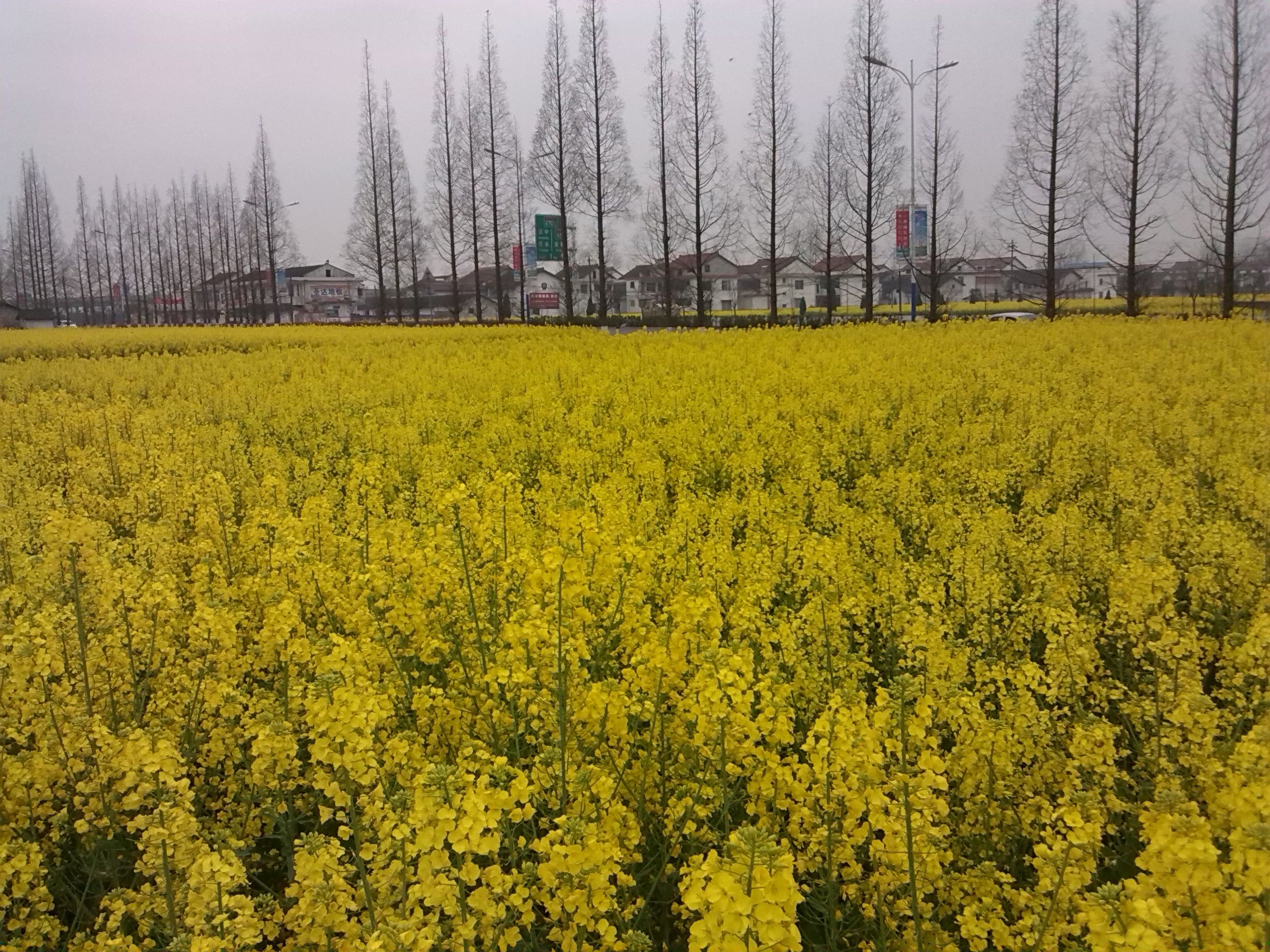 晋州周家庄油菜花图片