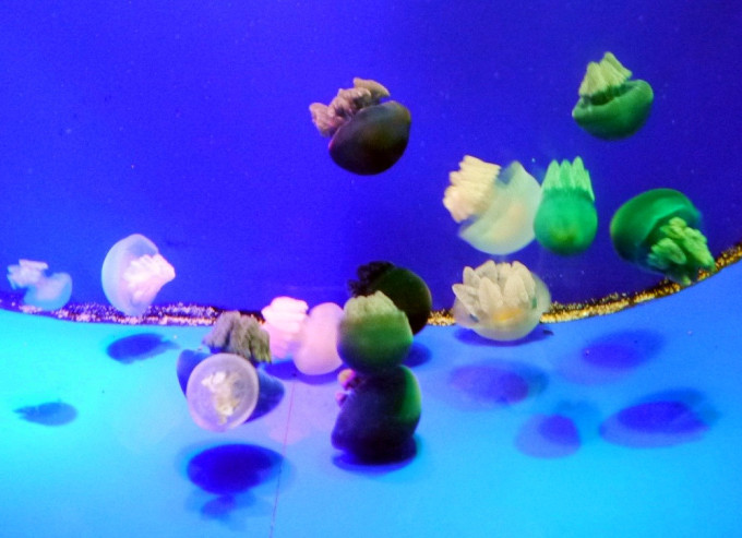 水母世界视频全集 wKgBs1eQtSOAbdh6AAMR8FBaTx468.jpeg?imageView2%2F2%2Fw%2F680%2Fq%2F90