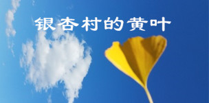 银杏村的黄叶 银杏村的黄叶