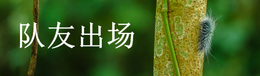 队友出场 队友出场