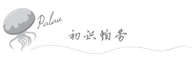 初识帕劳 初识帕劳