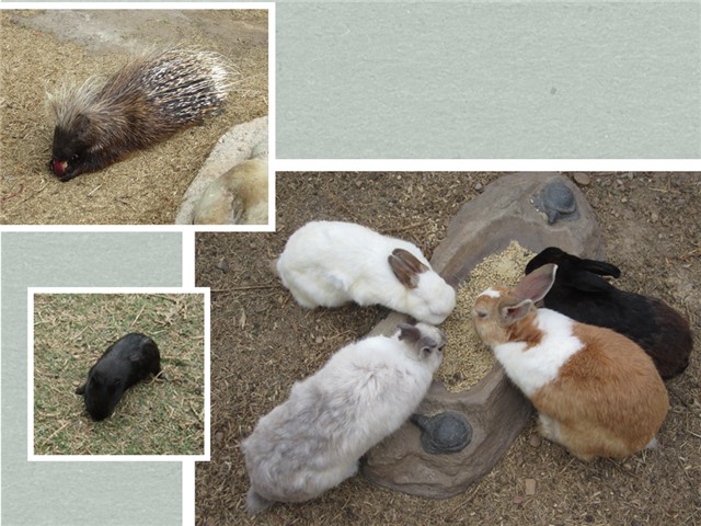 成语龟什么寿_成语故事图片