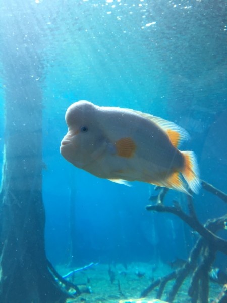 世界上有几种水的颜色 wKgBs1gi8IuAS9UeAApydzCLkDo36.jpeg?imageView2%2F2%2Fw%2F600%2Fh%2F600%2Fq%2F90