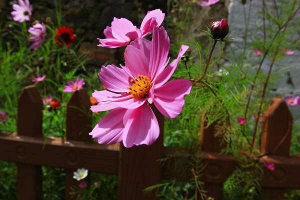 山上的格桑花原唱完整版 wKgBs1f0vSyALG-qAAXTIBYxMos94.jpeg?imageView2%2F2%2Fw%2F600%2Fq%2F90